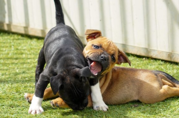 Cuccioli Staffy: Cosa Aspettarsi e Come Prepararsi