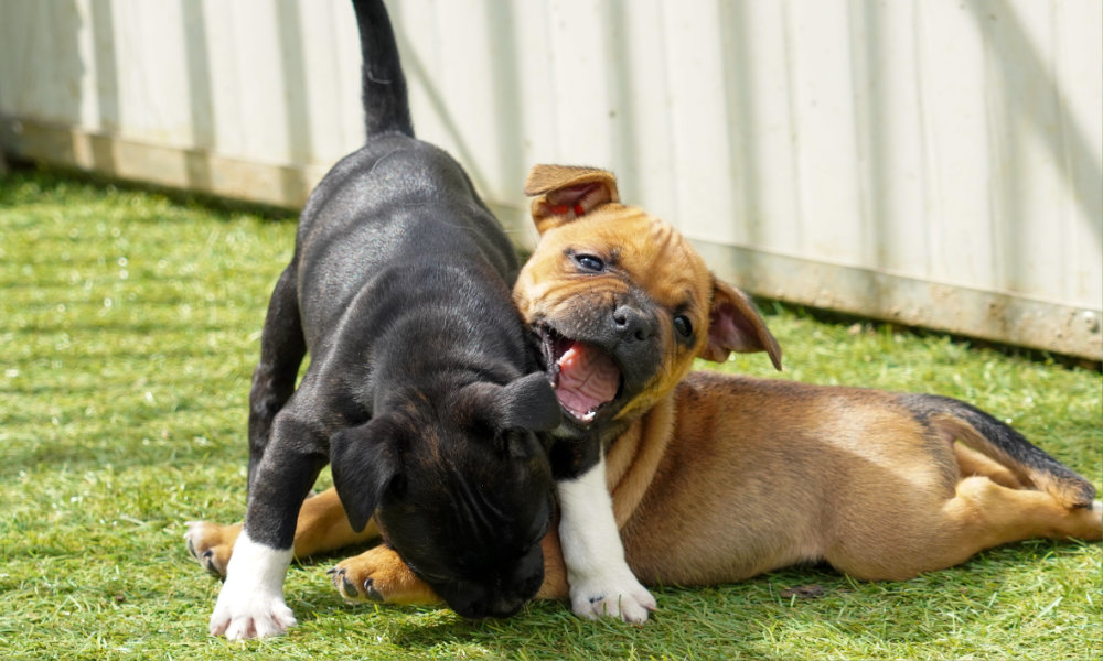Il Tuo Nuovo Cucciolo Staffy: Consigli e Preparativi Essenziali