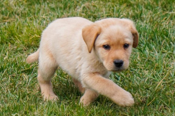 Guida gestione cucciolo: consigli Allevamento Dream Dog