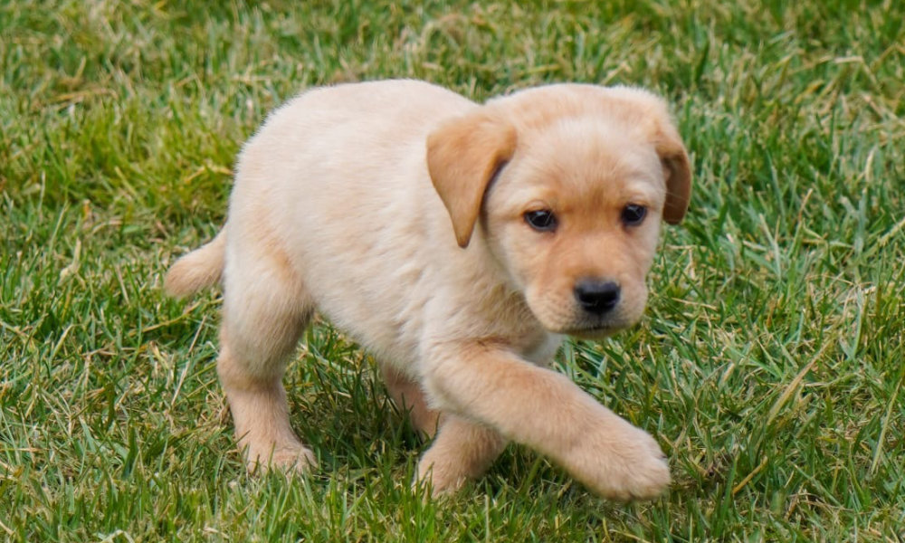Guida gestione cucciolo: consigli Allevamento Dream Dog
