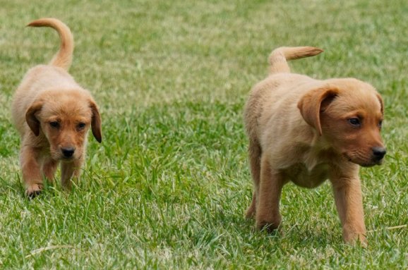 Antiparassitari Cuccioli Labrador: Guida Essenziale