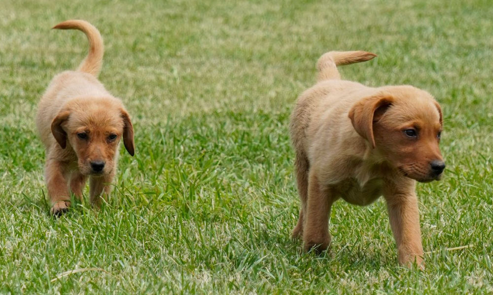 Antiparassitari per cuccioli di Labrador: la guida completa del tuo allevamento di fiducia