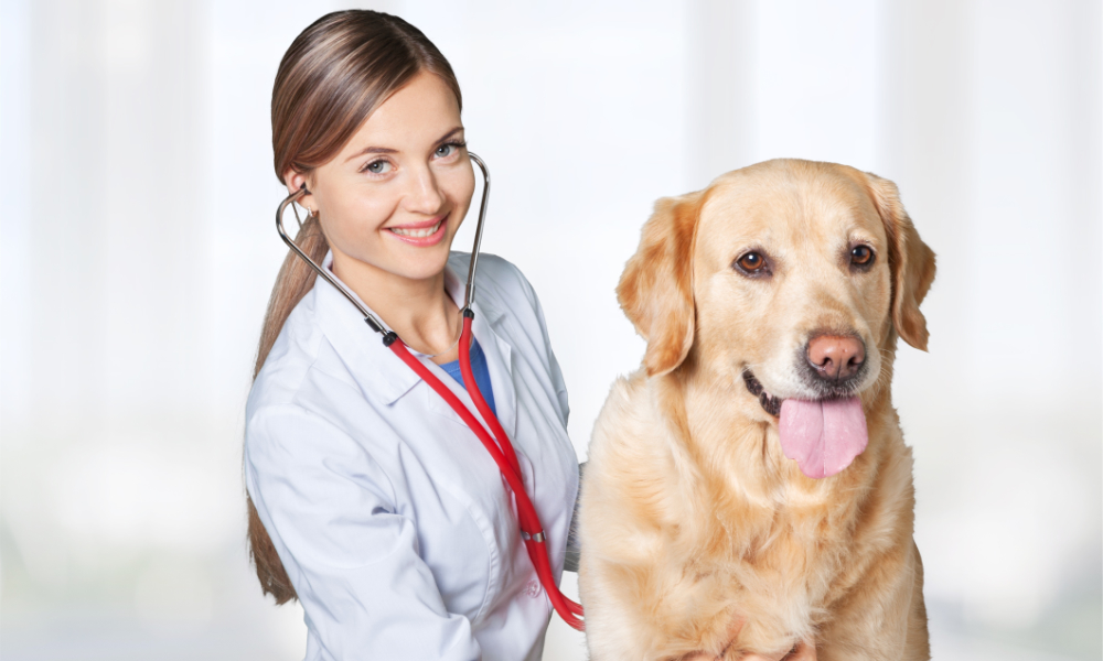Giardia nel cane: la guida completa per affrontarla senza panico