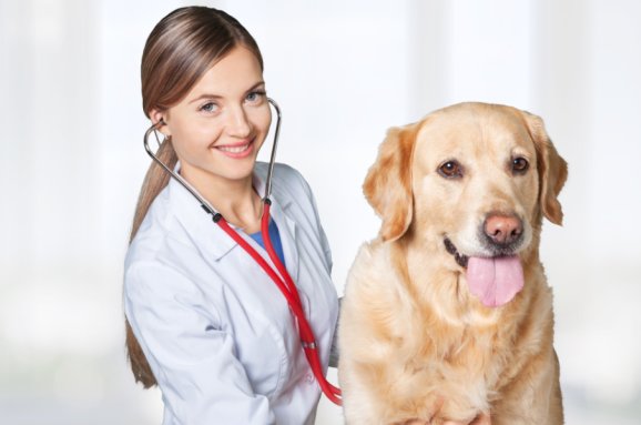Giardia cane: la guida completa per curarla senza panico