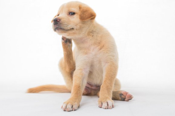 Antiparassitari per cani: guida alla protezione del cucciolo