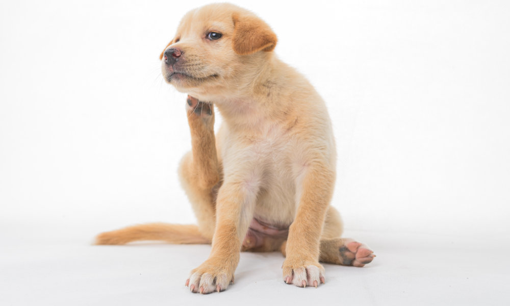 Antiparassitari per cani: la guida completa per proteggere il tuo cucciolo