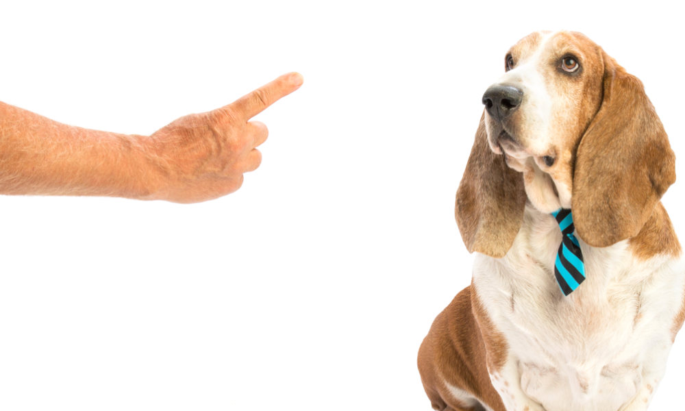 Il tempismo è tutto: ecco perché il tuo cucciolo non ti ascolta