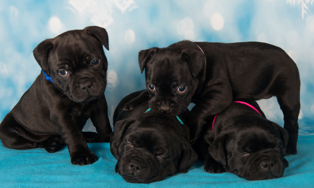Allevamento etico: la garanzia per un cucciolo sano