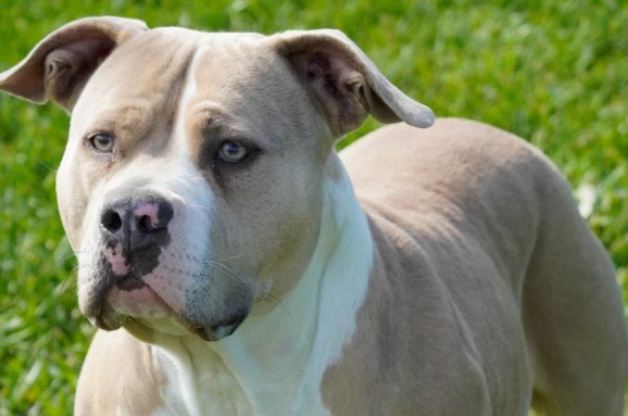 Allevamento American Bully XXL: Guida Completa e Consigli
