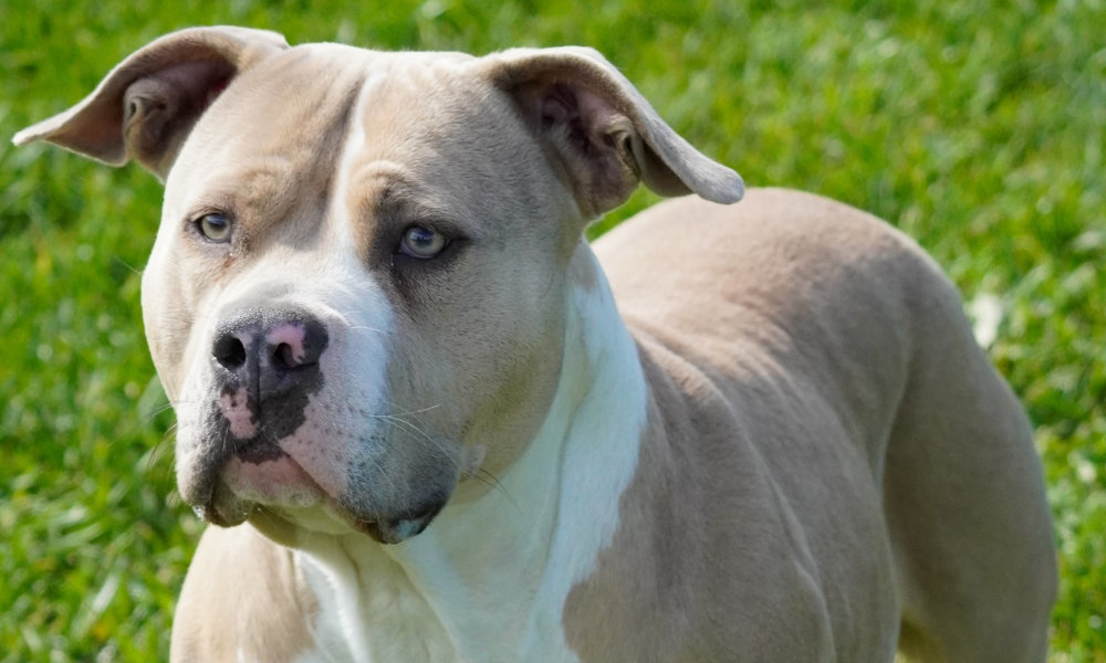 Allevamento American Bully XXL: Cosa Significa e Cosa Comporta Davvero