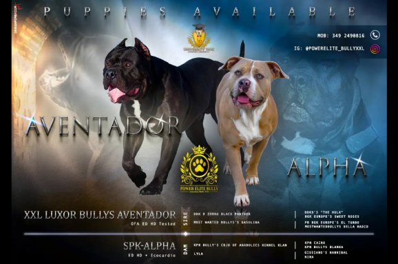 Cuccioli American Bully XXL Disponibili