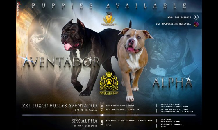 Cuccioli American Bully XXL Disponibili