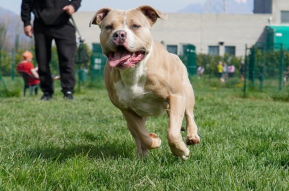 Guida completa all'American Bully: carattere e standard