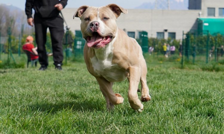 Guida completa all'American Bully: carattere e standard
