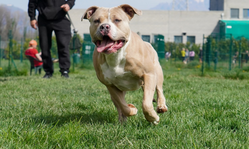 Guida completa all'American Bully: carattere, standard e verità
