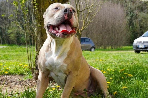Salute American Bully: guida a benessere e patologie