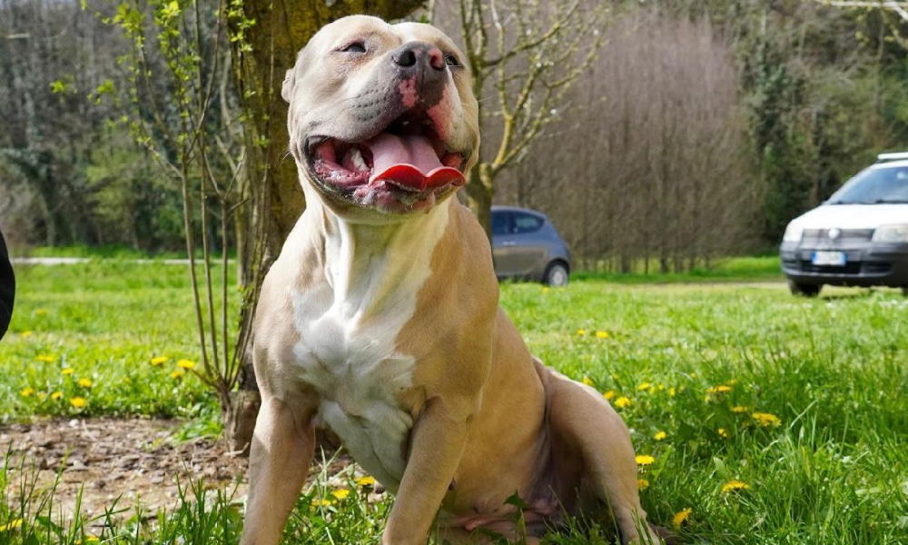 Salute American Bully: guida completa a benessere e patologie comuni
