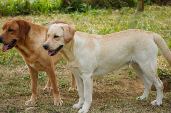 Cucciolo di Labrador Maschio o Femmina? Guida alla Scelta