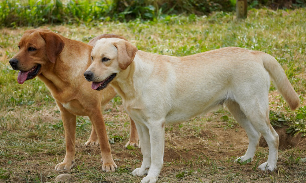 Cucciolo di labrador: meglio maschio o femmina?