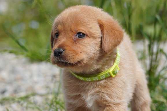 Cuccioli Labrador Disponibili: Guida alla Scelta