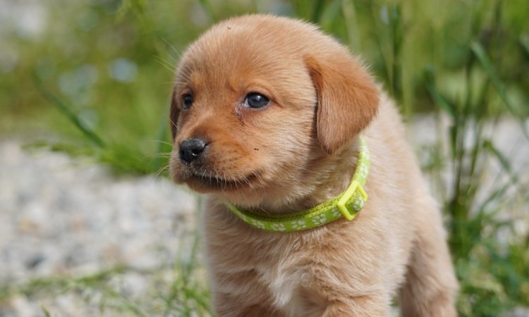 Cuccioli Labrador Disponibili: Guida alla Scelta