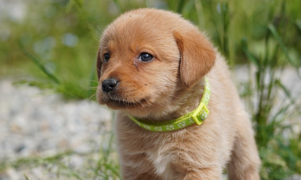 Come scegliere un cucciolo di Labrador retriever equilibrato? La guida completa