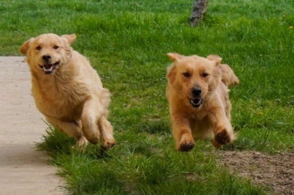 Golden Retriever: guida completa su carattere e allevamento