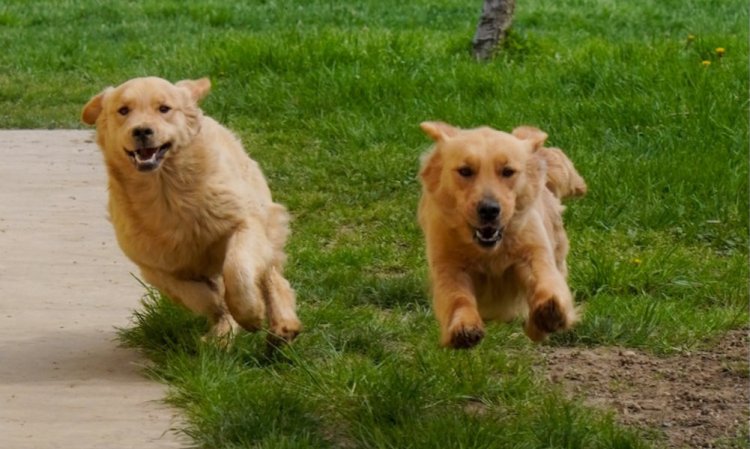 Golden Retriever: guida completa su carattere e allevamento