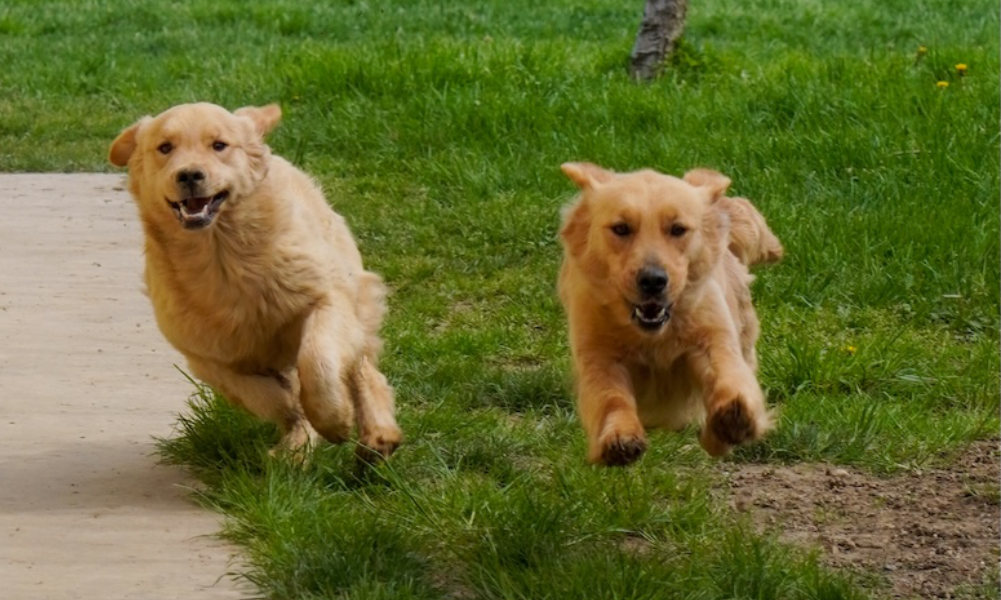 Golden Retriever: la guida completa della razza