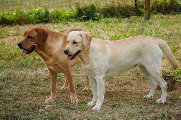 Labrador maschio o femmina? Guida alla scelta consapevole