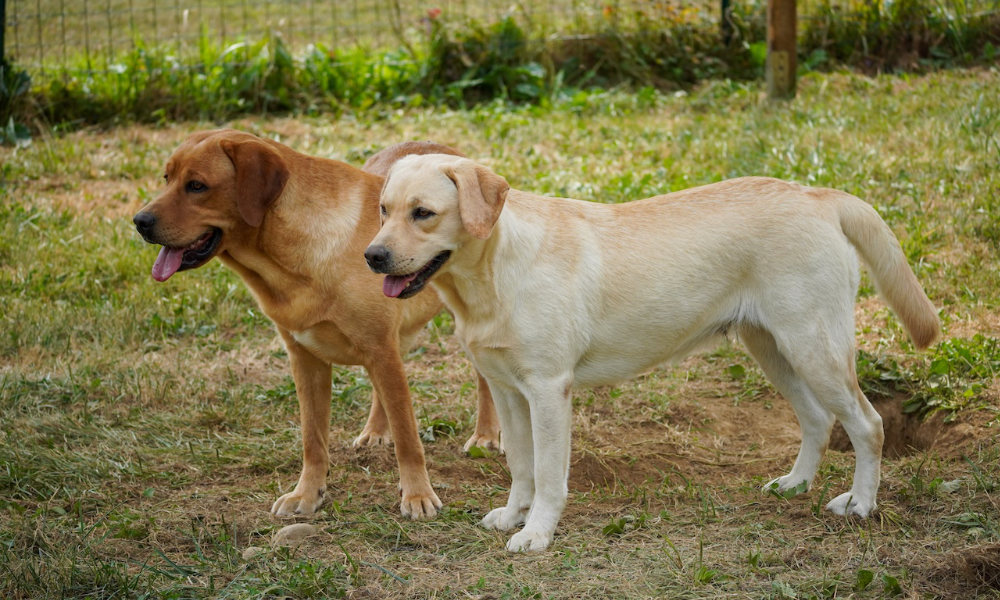 Labrador maschio o femmina: la guida per una scelta consapevole