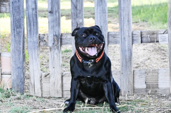 Staffordshire Bull Terrier: Giochi e Addestramento