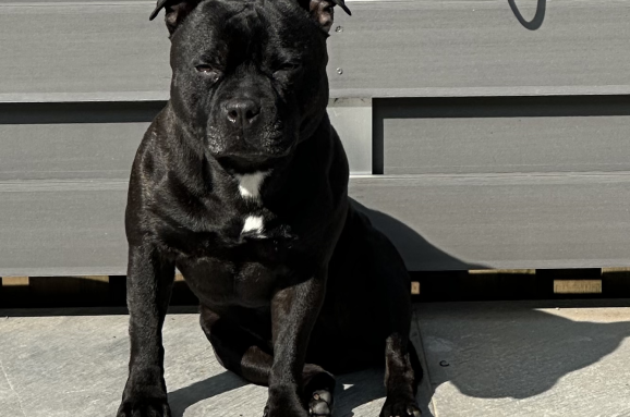 Non prendete uno Staffordshire Bull Terrier :)