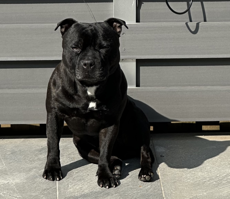 Non prendete uno Staffordshire Bull Terrier :)