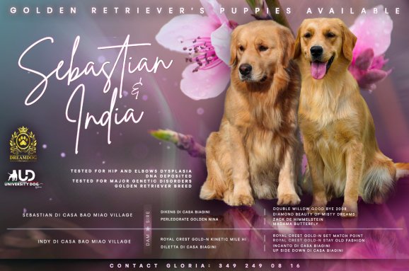 Cuccioli Golden retriver Disponibili