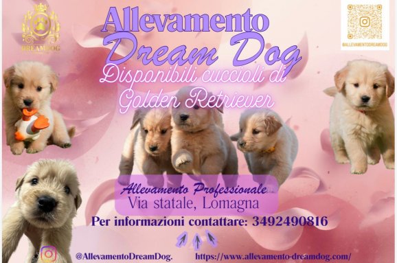 Cuccioli Golden retriver Disponibili