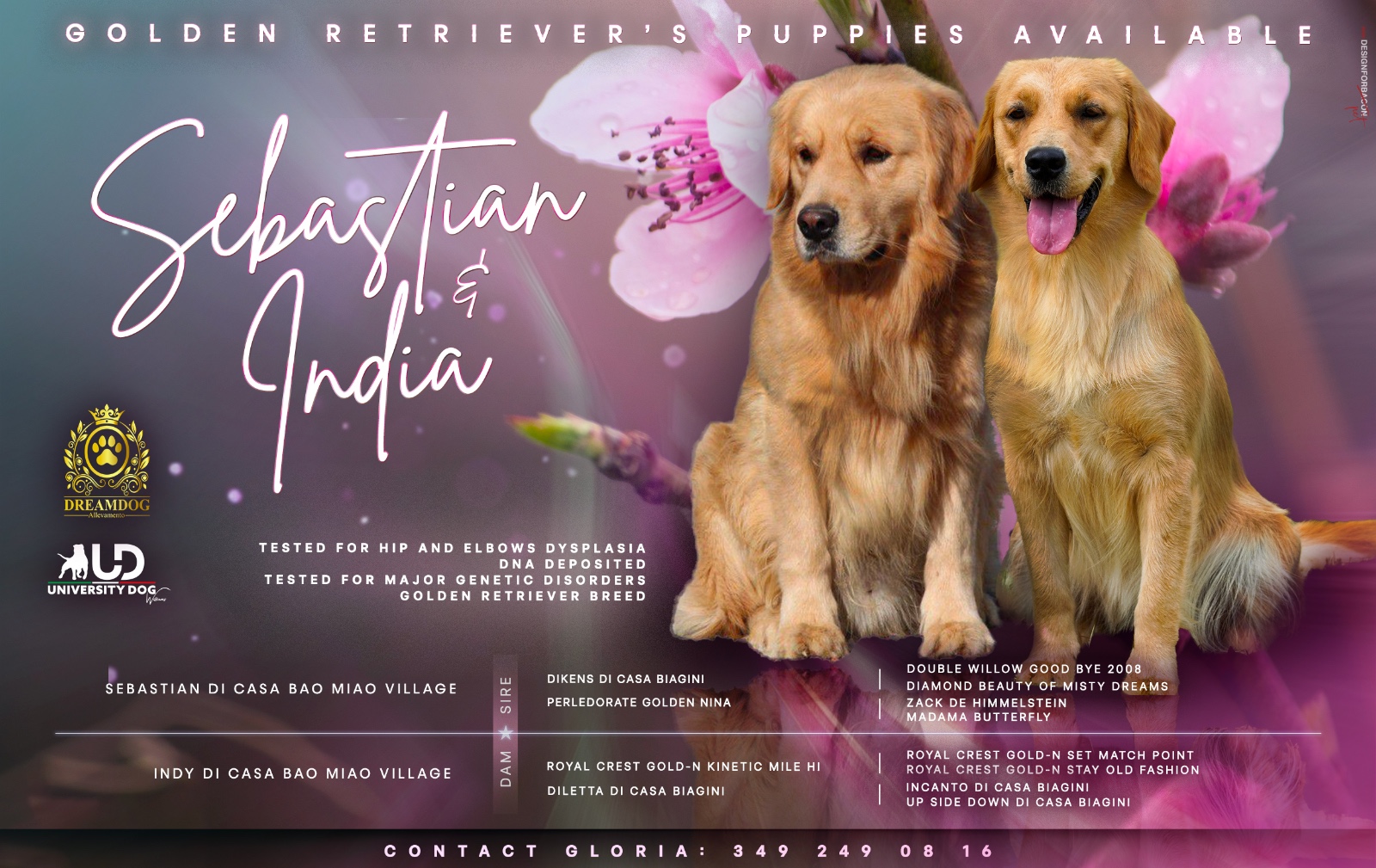 Cuccioli di Golden Retriver: una cucciolata d'eccellenza dal nostro allevamento