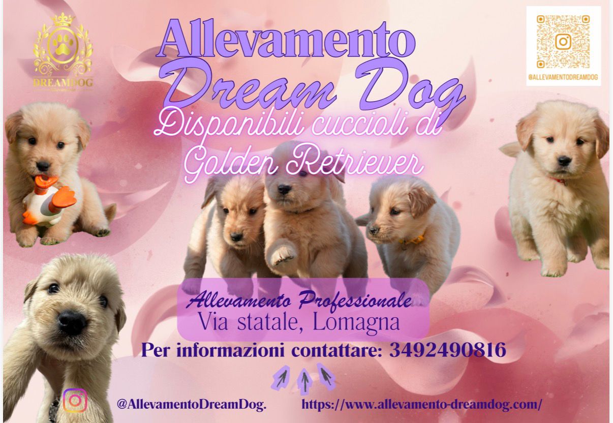 Cuccioli di Golden Retriver: una cucciolata d'eccellenza dal nostro allevamento