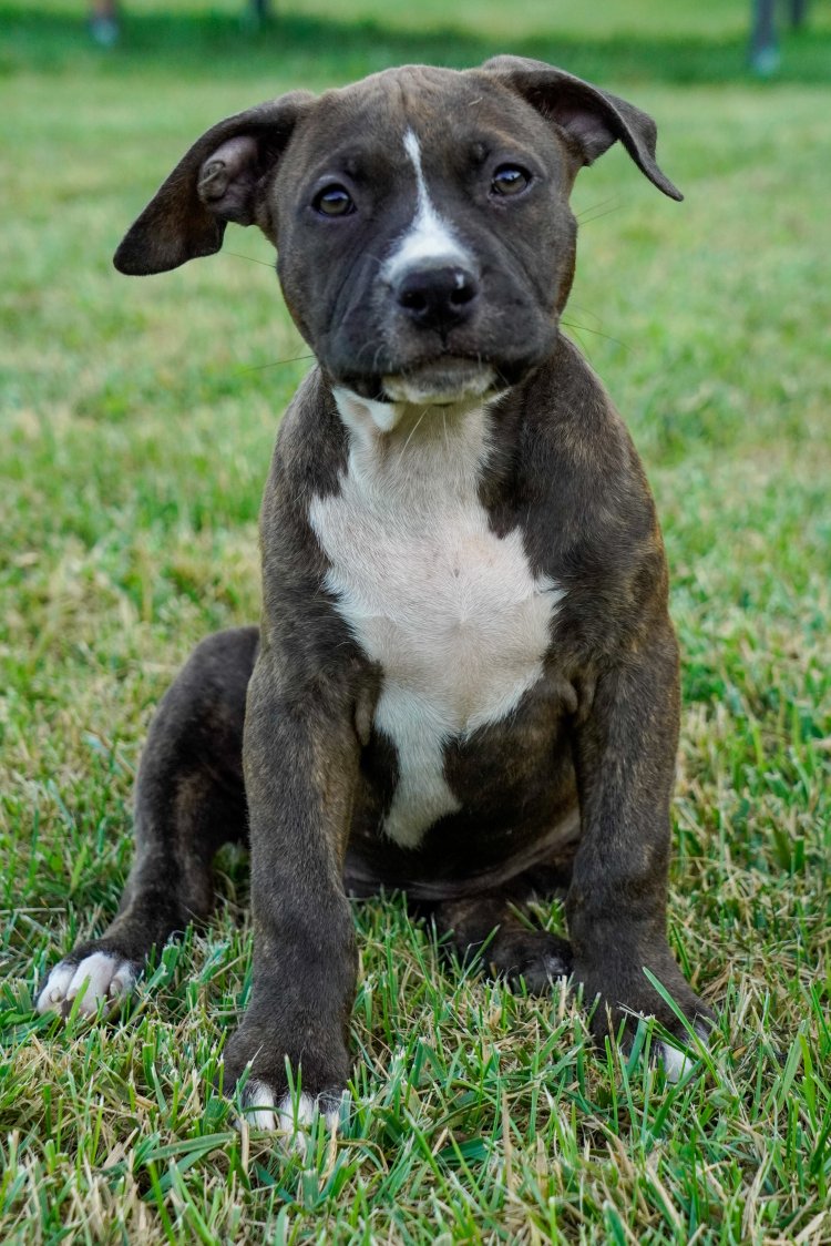 FEMMINA BLACK BRINDLE - TRINITY