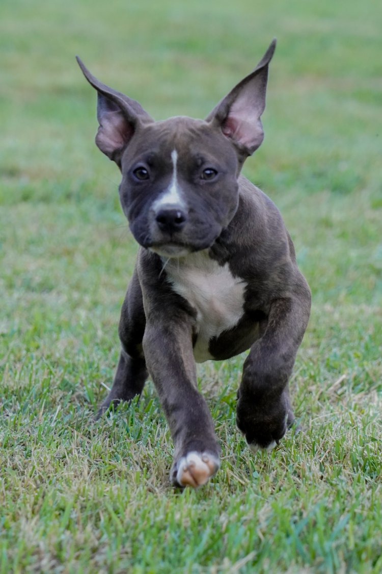 FEMMINA BLACK BRINDLE - TRINITY