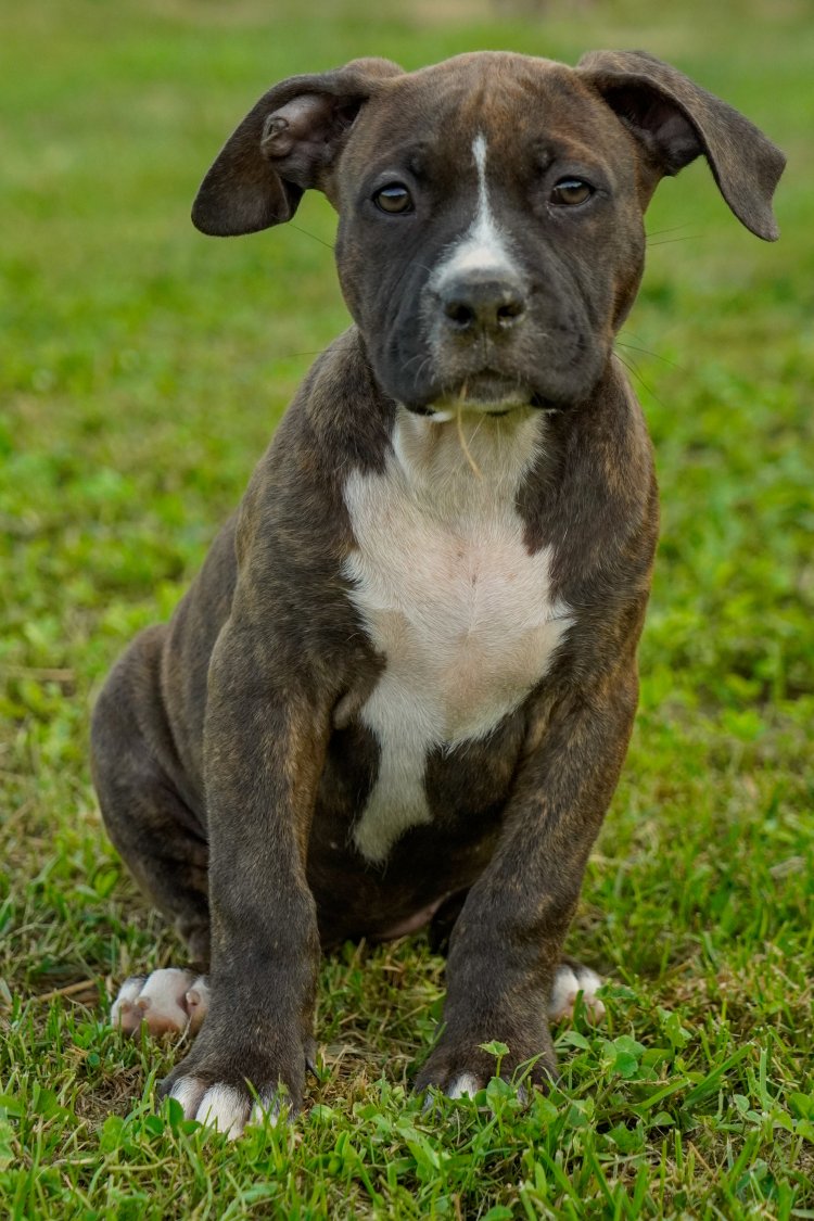 FEMMINA BLACK BRINDLE - TRINITY