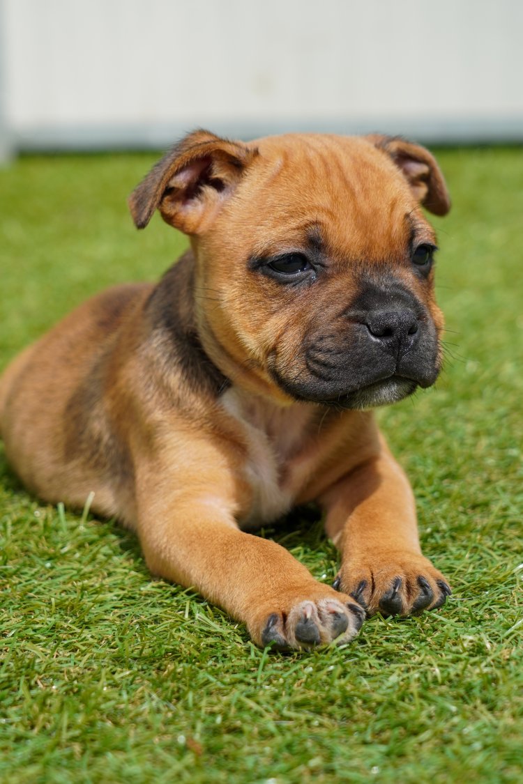ARES