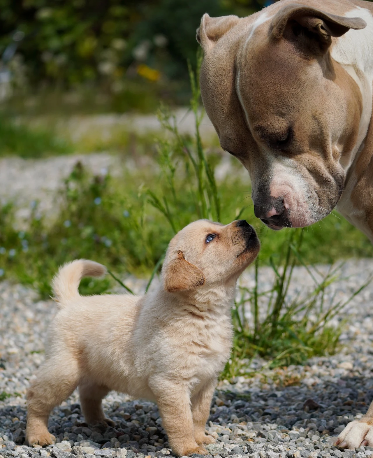Allevamento Dream Dog