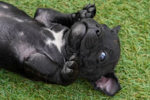 University dog addestramento cuccioli