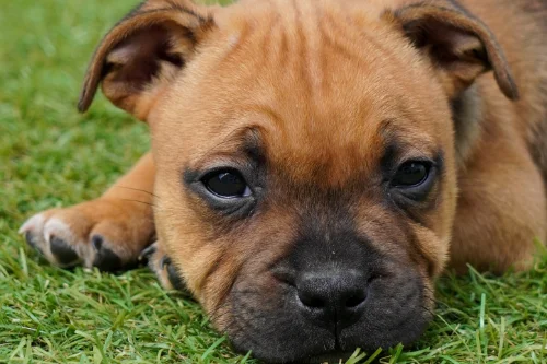 University dog addestramento cuccioli4