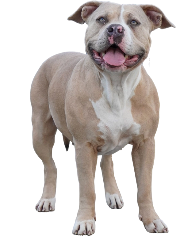 American Bully XL/XXL - Allevamento Dream Dog