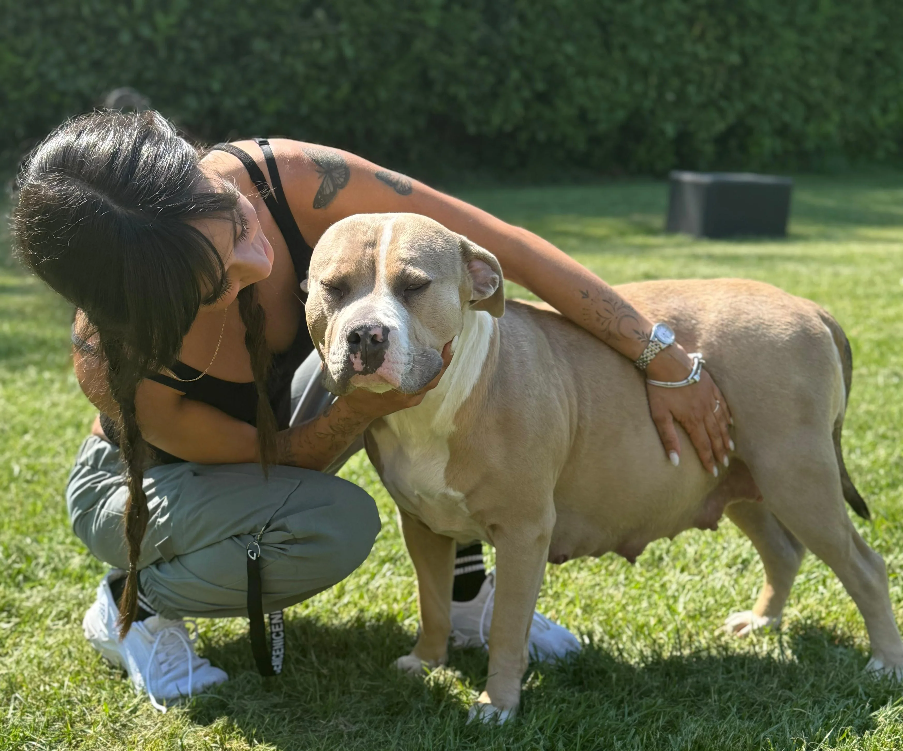 Dream Dog Allevamento