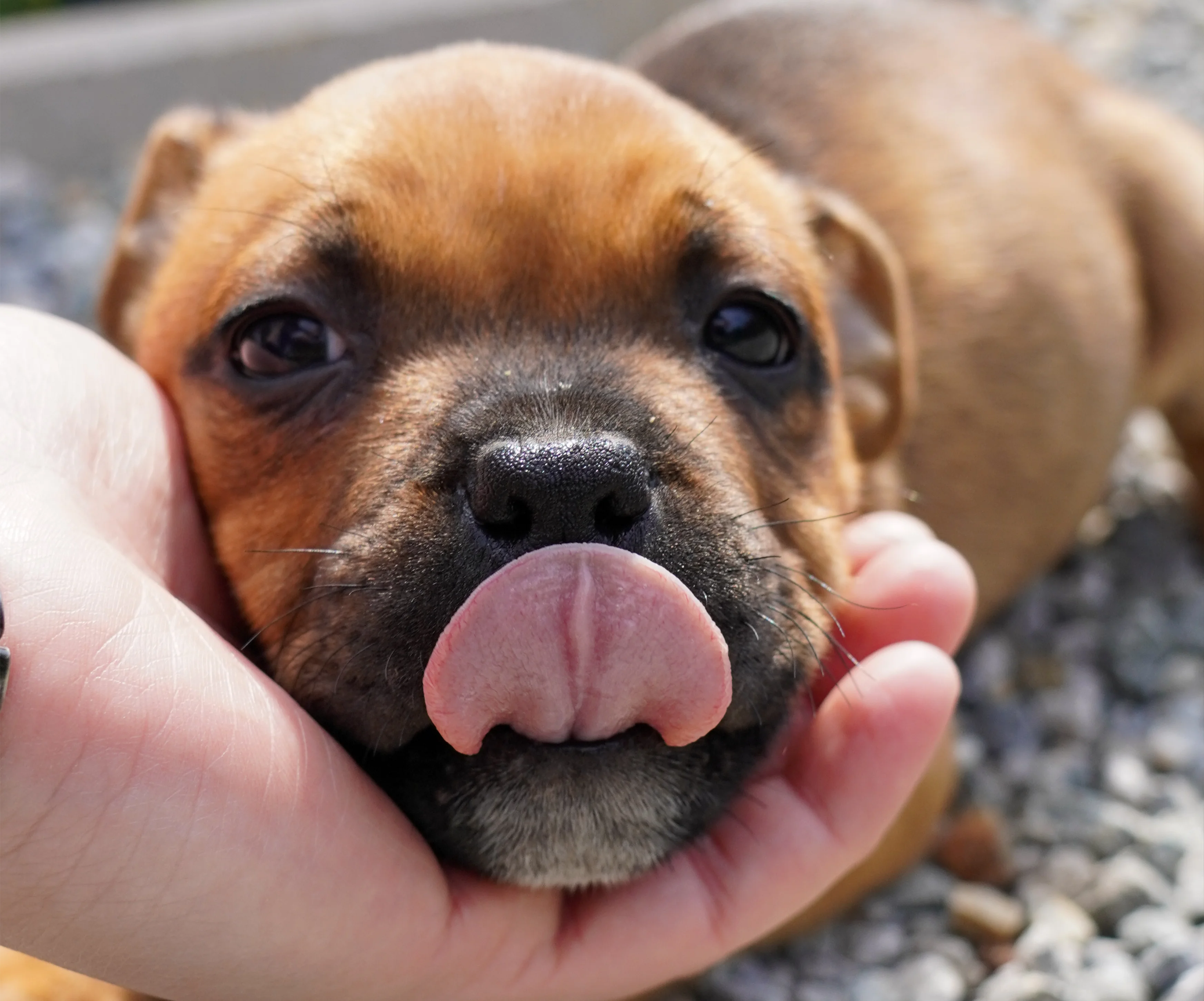 Dream Dog Allevamento