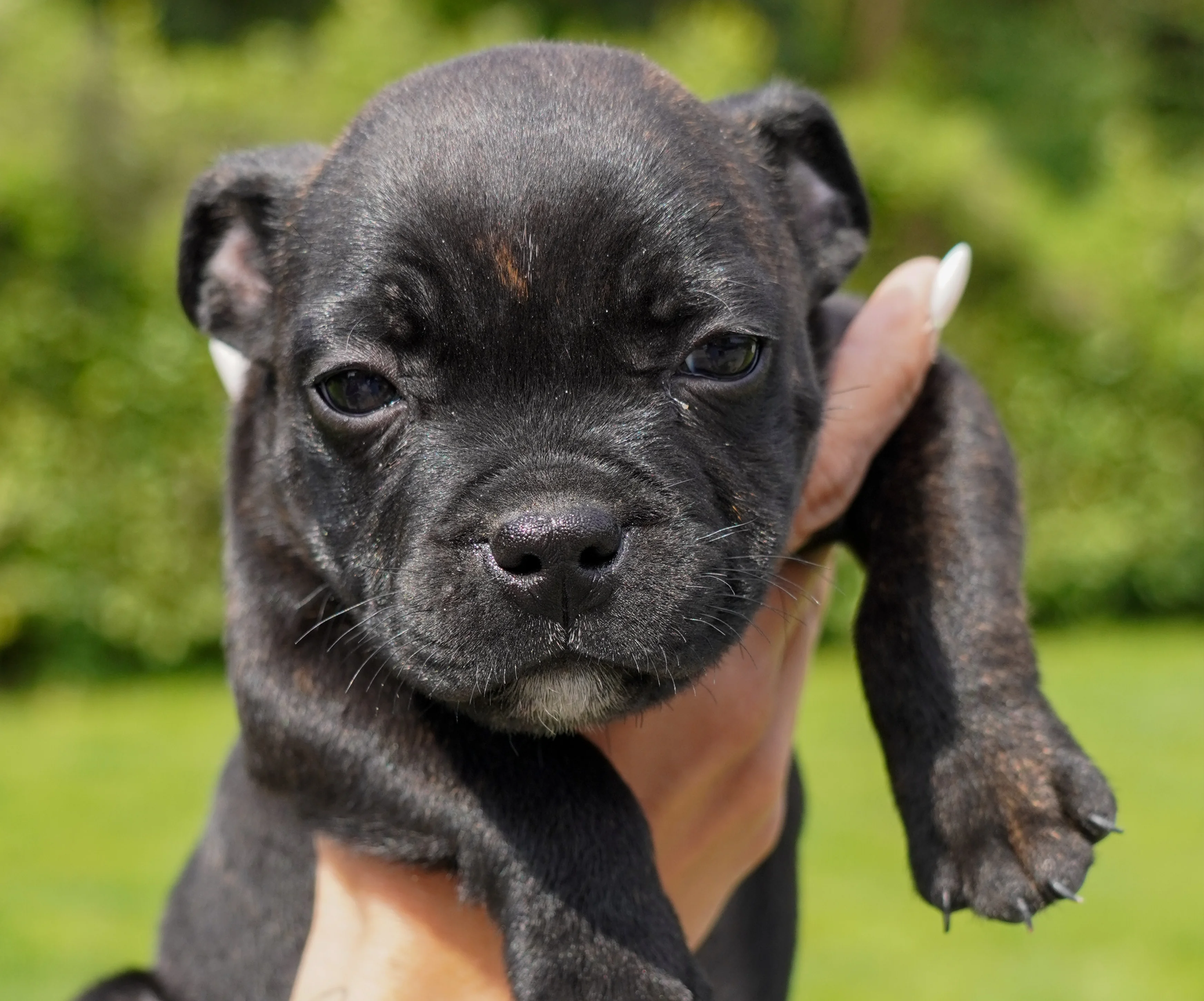 Dream Dog Allevamento