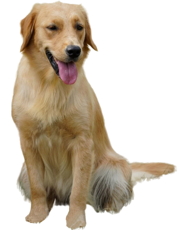 Golden Retriver - Allevamento Dream Dog